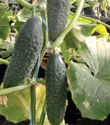 Насіння огірка Антисіпатор F1, п.о. 500 насінин (Nunhems)