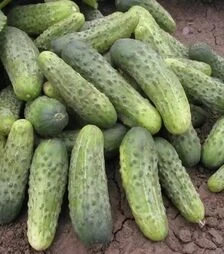 Насіння огірка Бара F1, 100 г (Semo)