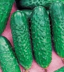 Семена огурца Бидретта F1, 250 г (Коуэлл)