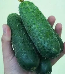 Семена огурца Элитор F1, п.е. 500 семян (Nunhems)