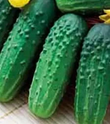 Насіння огірка Іра F1, 250 г (Коуел)