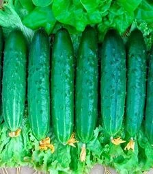 Насіння огірка Естафета F1, п.о. 500 насінин (Nasko)