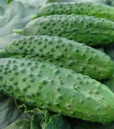 Насіння огірка Корвета F1, 1 кг (Moravoseed)