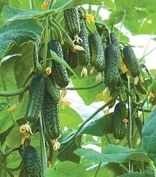 Насіння огірка Еколь F1, п.о. 500 насінин (Syngenta)