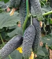 Семена огурца Лютояр F1, п.е. 250 семян (Yuksel Tohum)