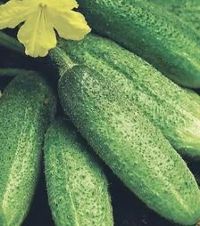 Семена огурца Отель F1, 50 г (Moravoseed)