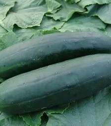 Семена огурца Обеликс F1, 1 кг (Moravoseed)