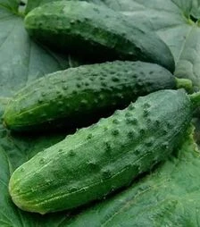 Семена огурца Патриот F1, п.е. 1 тыс. семян (Moravoseed)