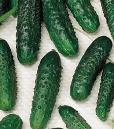 Семена огурца Маша F1, п.е. 1 тыс. семян (Seminis)