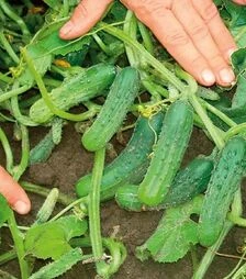 Семена огурца Пуччини F1, 250 г (Rijk Zwaan)