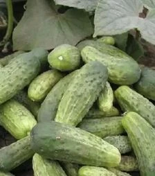 Насіння огірка Регина F1, 100 г (Semo)