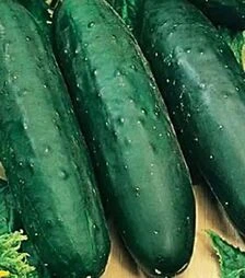 Семена огурца Рамзес F1, п.е. 500 семян (Moravoseed)