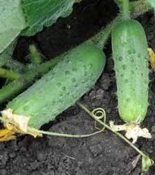 Семена огурца Соната F1, 250 г (Rijk Zwaan)