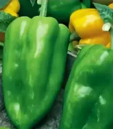 Насіння перцю Івіца F1, п.о. 250 насінин (Semo)