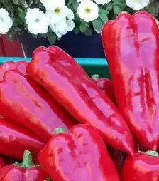 Насіння перцю Мако F1, п.о. 250 насінин (Libra Seeds)