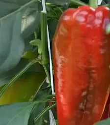 Насіння перцю Супер Кап F1, п.о. 250 насінин (Libra Seeds)