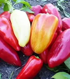 Насіння перцю Данай F1, п.о. 500 насінин (Nasko)