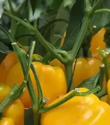 Насіння перцю Гуалда F1, п.о. 500 насінин (Hazera)