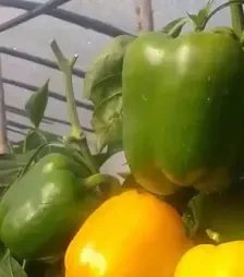 Насіння перцю Абей F1, п.о. 500 насінин (Enza Zaden)