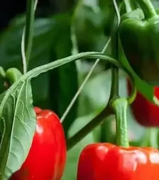 Семена перца Банкерс F1, п.е. 500 семян (Enza Zaden)