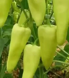 Семена перца Элмас F1, п.е. 500 семян (Yuksel Tohum)