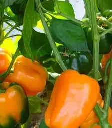 Насіння перцю Кубіста F1, п.о. 500 насінин (Moravoseed)