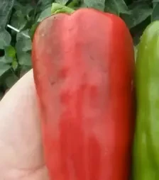 Насіння перцю Радуза F1, п.о. 1 тис. насінин (Semo)