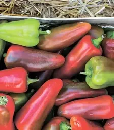 Семена перца Любовь F1, п.е. 500 семян (Syngenta)