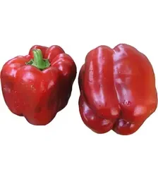 Насіння перцю Клаудіо F1, п.о. 1 тис. насінин (Nunhems)