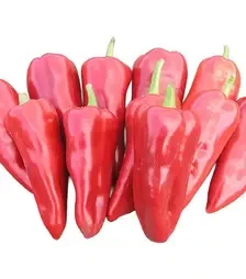 Семена перца Самандер F1, п.е. 1 тыс. семян (Nunhems)