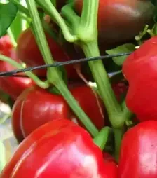 Семена перца Парадиз F1, п.е. 500 семян (Moravoseed)