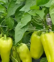 Семена перца Пироуэт F1, п.е. 500 семян (Syngenta)