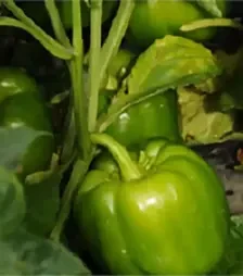 Семена перца Прокрафт F1, п.е. 500 семян (Enza Zaden)