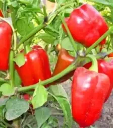 Насіння перцю Троян F1, п.о. 1 тис. насінин (Libra Seeds)