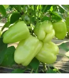 Семена перца Ведрана F1, п.е. 500 семян (Vitalis)