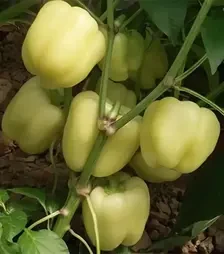 Насіння перцю Діадема F1, п.о. 1 тис. насінин (Innova Seeds)