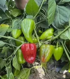 Насіння перцю Кора F1, п.о. 500 насінин (Spark Seeds)