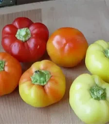 Насіння перцю Мела Роса F1, п.о. 500 насінин (Lark Seeds)