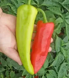 Насіння перцю Радміла F1, п.о. 1 тис. насінин (Semo)