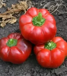 Семена перца Ред Булл F1, п.е. 500 семян (Spark Seeds)