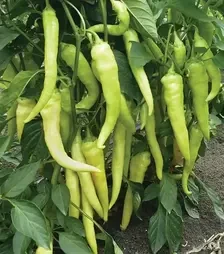 Семена перца Хотстар F1, п.е. 500 семян (Enza Zaden)