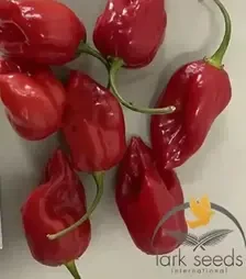 Насіння перцю 9020 F1, п.о. 500 насінин (Lark Seeds)