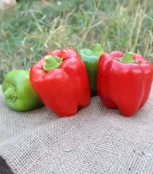 Семена перца Алан F1, п.е. 500 семян (Asia Seed)