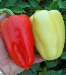 Насіння перцю Слована F1, п.о. 250 насінин (Semo)