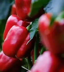 Семена перца Ангус F1, п.е. 500 семян (Syngenta)