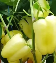 Семена перца Барлем F1, п.е. 500 семян (Syngenta)