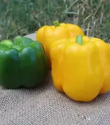 Семена перца Брюс F1, п.е. 500 семян (Bakker Brothers)