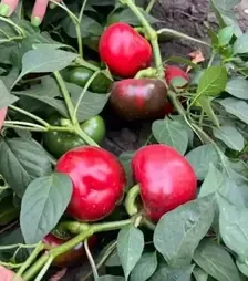 Семена перца Винер F1, п.е. 250 семян (Breeding Seeds)