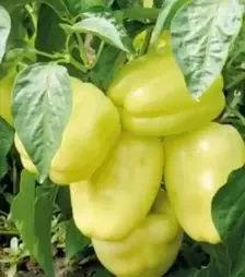 Семена перца Бриллиант F1, п.е. 500 семян (Spark Seeds)