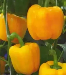 Насіння перцю Еспартано F1, п.о. 500 насінин (Sakata)